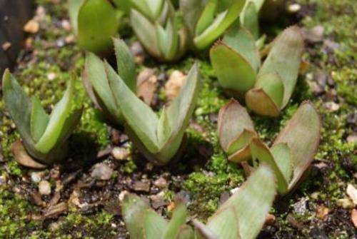 Aloe Lineata plants 1 year old, succulent plant