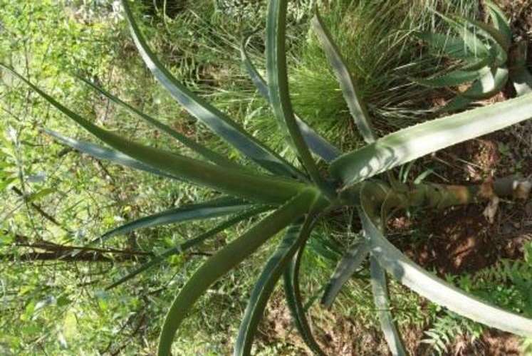 Aloe Barbarae plants rooted cuttings, succulent plant