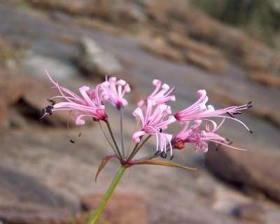 Nerine Filifolia/ Filamentosa mature bulbs