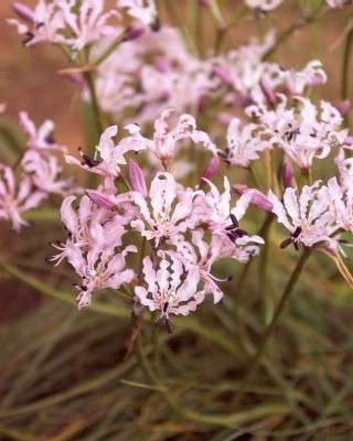 Nerine Masonorium mature bulbs