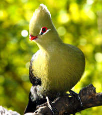 Treetop Canopy Tour by SATSA