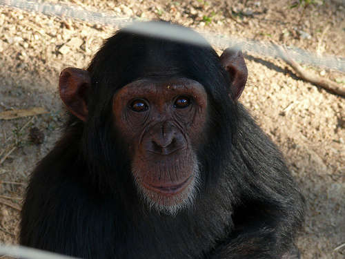 Tour Lowveld (incl car) & visit Chimpanzees by SATSA