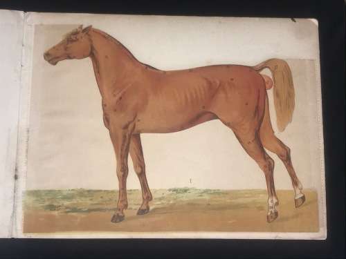 ANATOMICAL MODEL OF THE MARE - VINTON & COMPANY ENGLAND