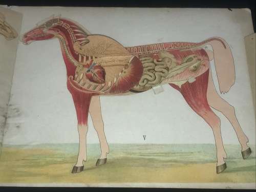 ANATOMICAL MODEL OF THE MARE - VINTON & COMPANY ENGLAND