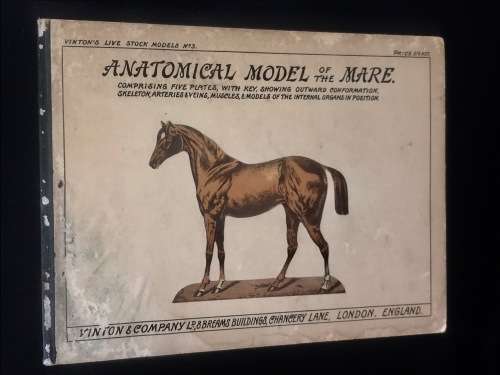 ANATOMICAL MODEL OF THE MARE - VINTON & COMPANY ENGLAND