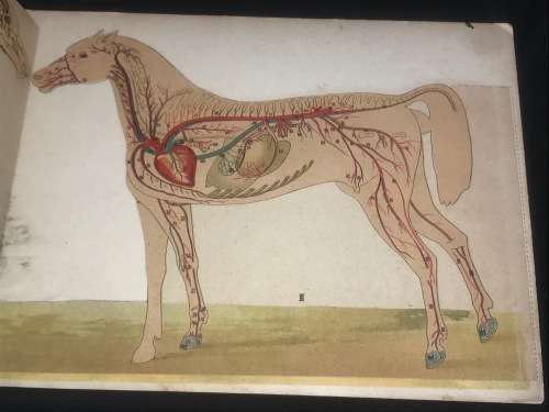 ANATOMICAL MODEL OF THE MARE - VINTON & COMPANY ENGLAND