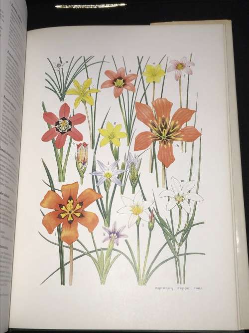 SPRING AND WINTER FLOWERING BULBS OF THE CAPE BY BARBARA JEPPE