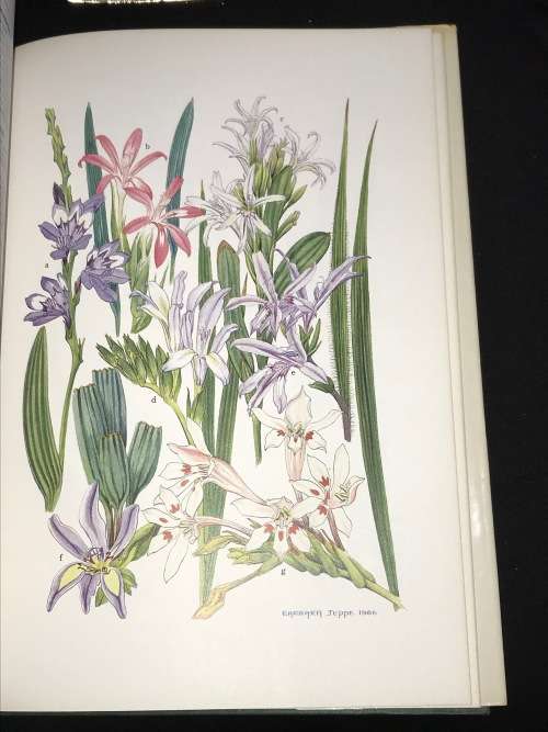 SPRING AND WINTER FLOWERING BULBS OF THE CAPE BY BARBARA JEPPE
