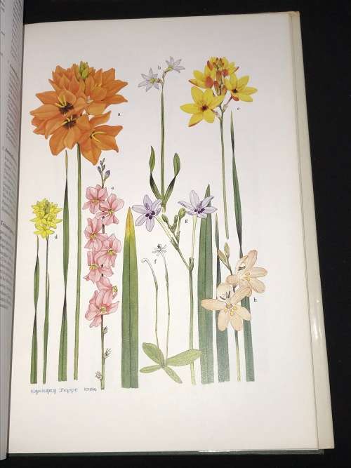 SPRING AND WINTER FLOWERING BULBS OF THE CAPE BY BARBARA JEPPE