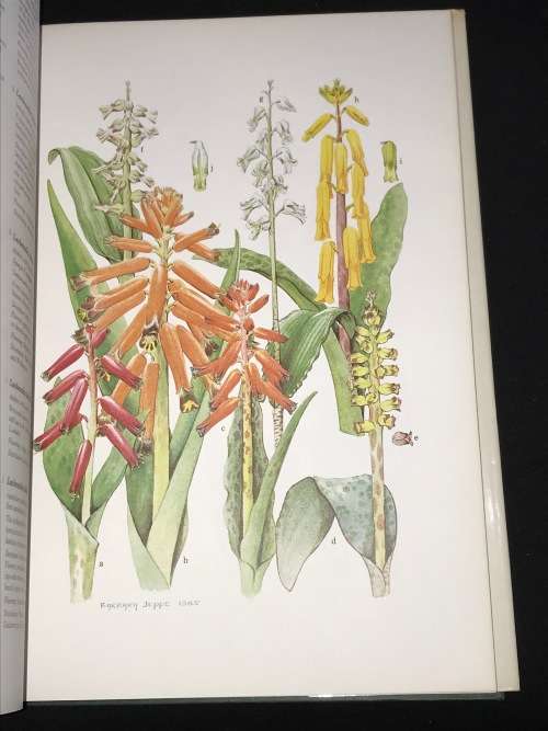 SPRING AND WINTER FLOWERING BULBS OF THE CAPE BY BARBARA JEPPE