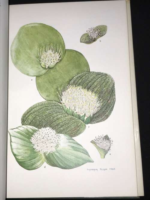 SPRING AND WINTER FLOWERING BULBS OF THE CAPE BY BARBARA JEPPE