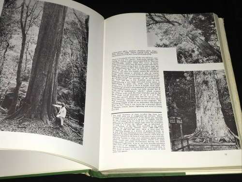 SOUTHERN CAPE FORESTS AND TREES BY F. VON BREITENBACH
