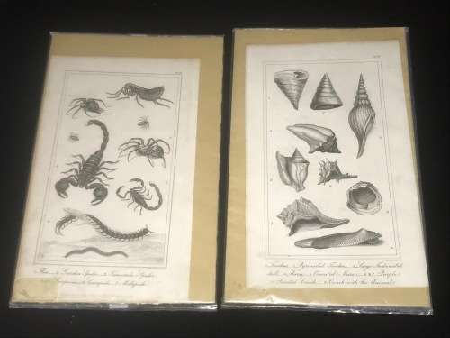 1800'S  2 X PRINTS OF SCORPIONS AND SPIDERS, SHELLS ETC