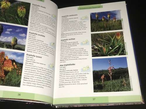 WILDFLOWERS OF SOUTH AFRICA BY JOHN MANNING