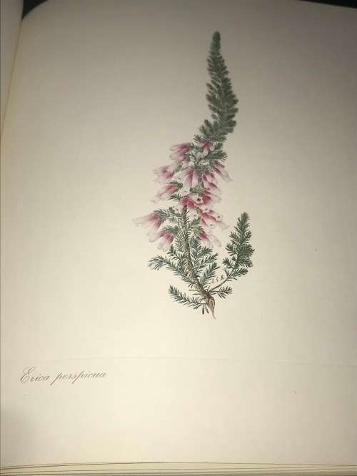 ARABELLA ROUPELL PIONEER ARTIST OF CAPE FLOWERS LIMITED EDITION