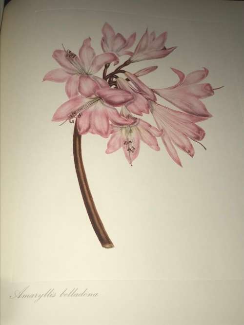 ARABELLA ROUPELL PIONEER ARTIST OF CAPE FLOWERS LIMITED EDITION