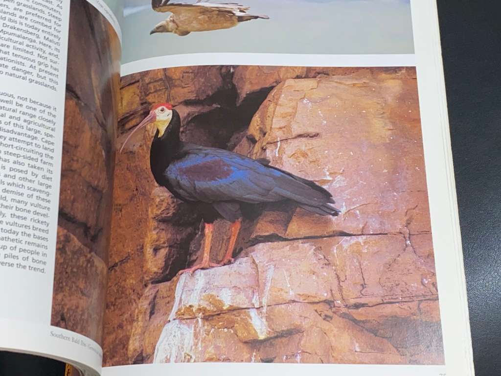 EVERYONE`S GUIDE TO BIRDS OF SOUTH AFRICA BY IAN SINCLAIR & JOHN MENDELSOHN SIGNED