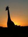 Hoedspruit Bushveld Break - 4 nights - 4 persons