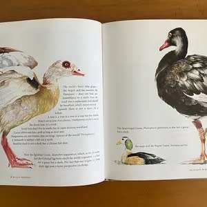 Leigh Voigt`s African Album: LULU PHEZULU