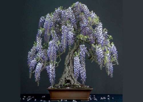 Wisteria Bonsai tree seeds