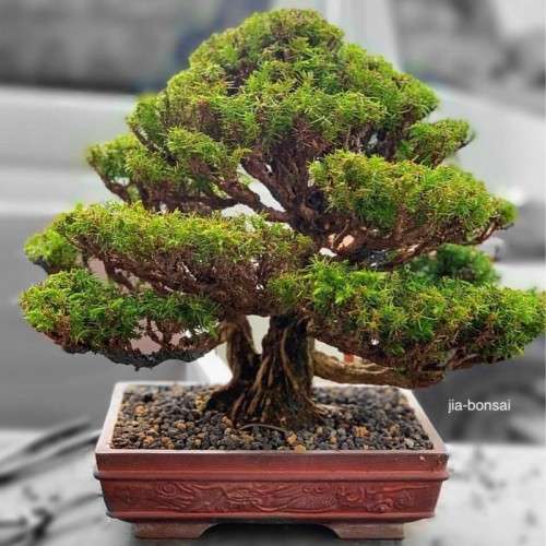 Japanese Red Cedar - - Bonsai Tree