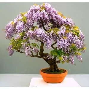 Bolusanthus Speciosus - Indigenous Tree - Tree Wisteria Bonsai