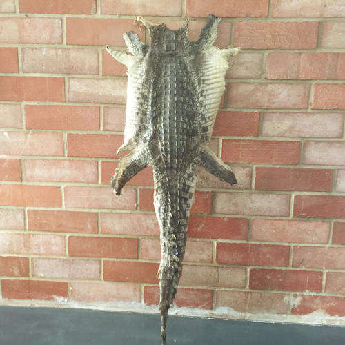 Treated Crocodile Skin