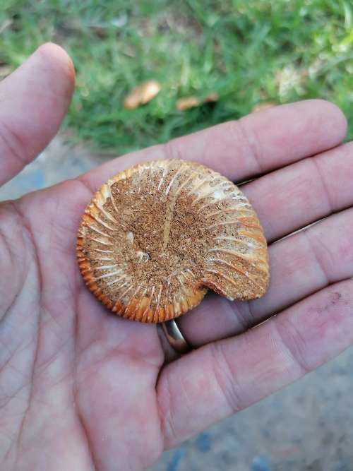 Ammonite Fossil