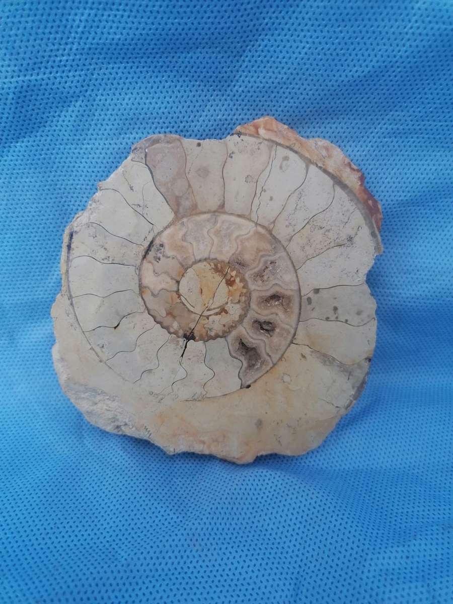 Ammonite (Hildoceras) Fossil
