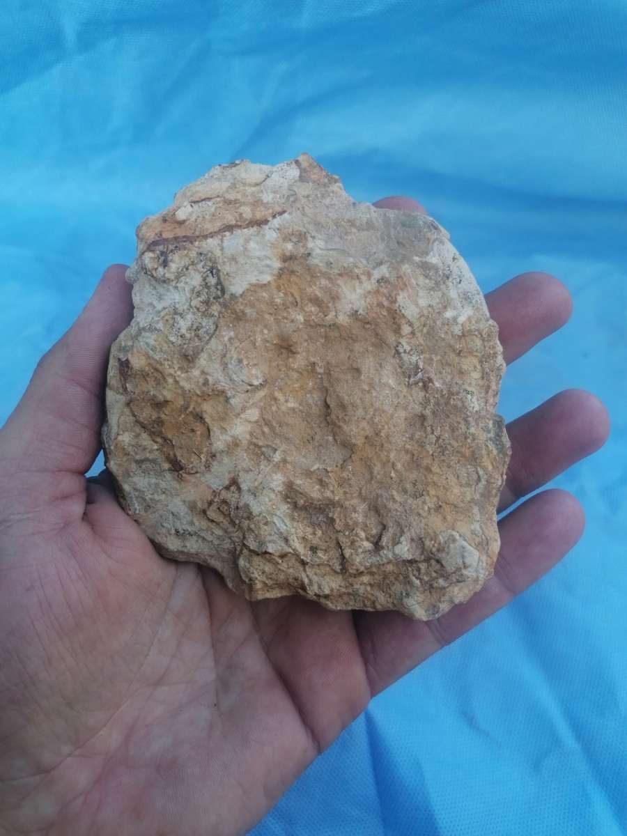 Ammonite (Hildoceras) Fossil