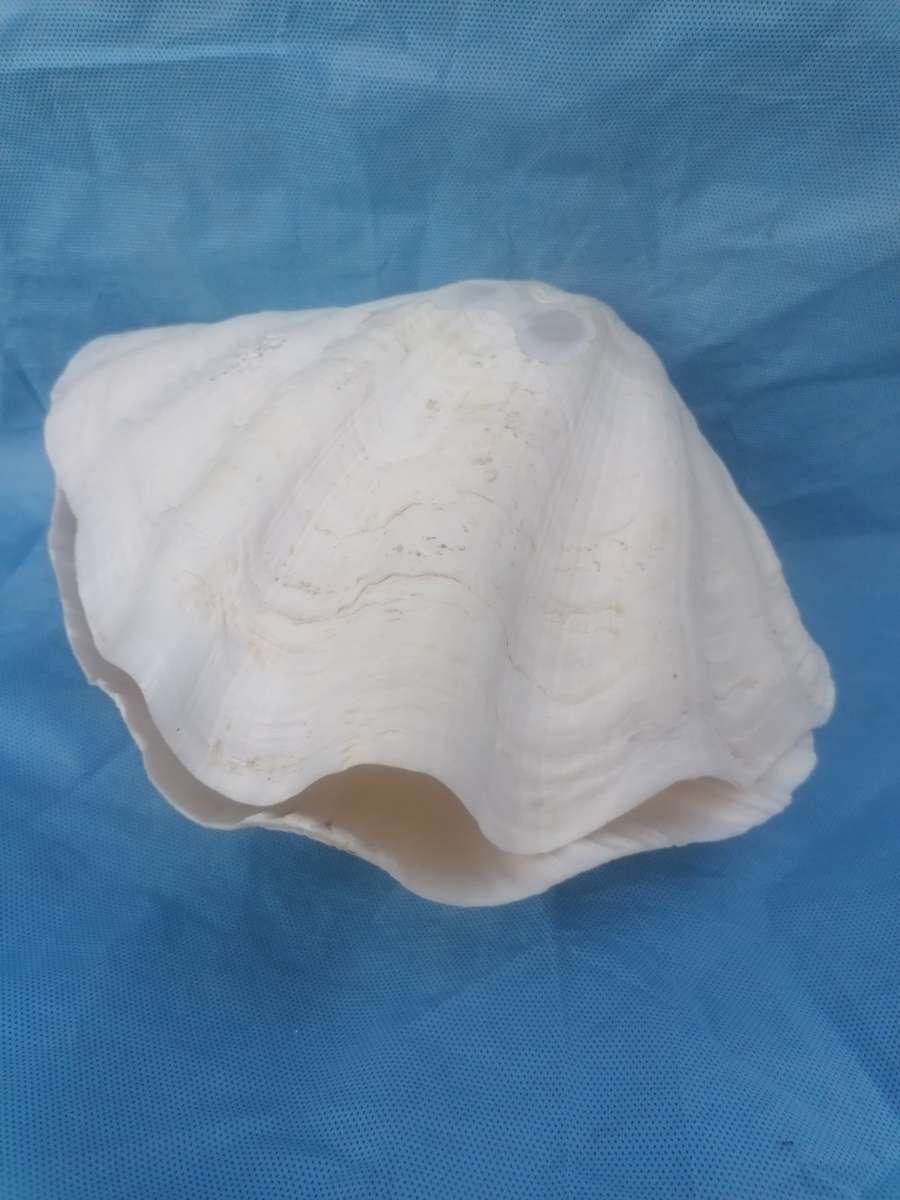 CLAM SEA SHELL