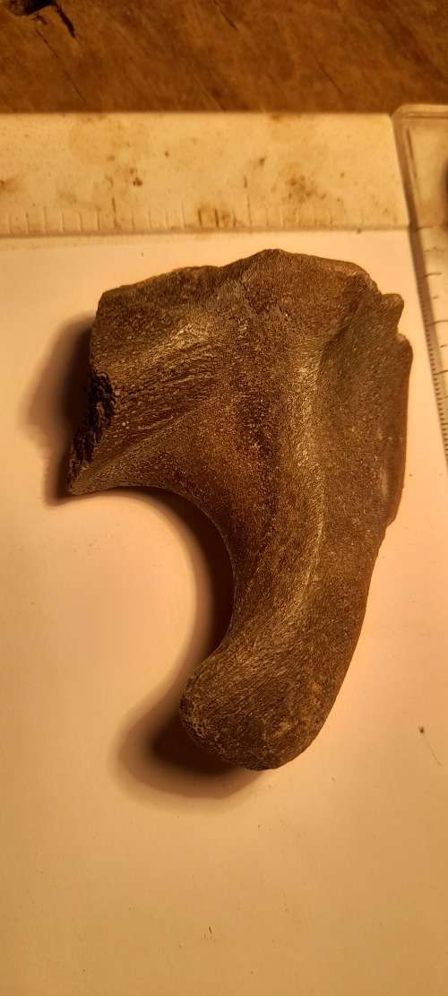 PREHISTORIC FOSSIL LOT