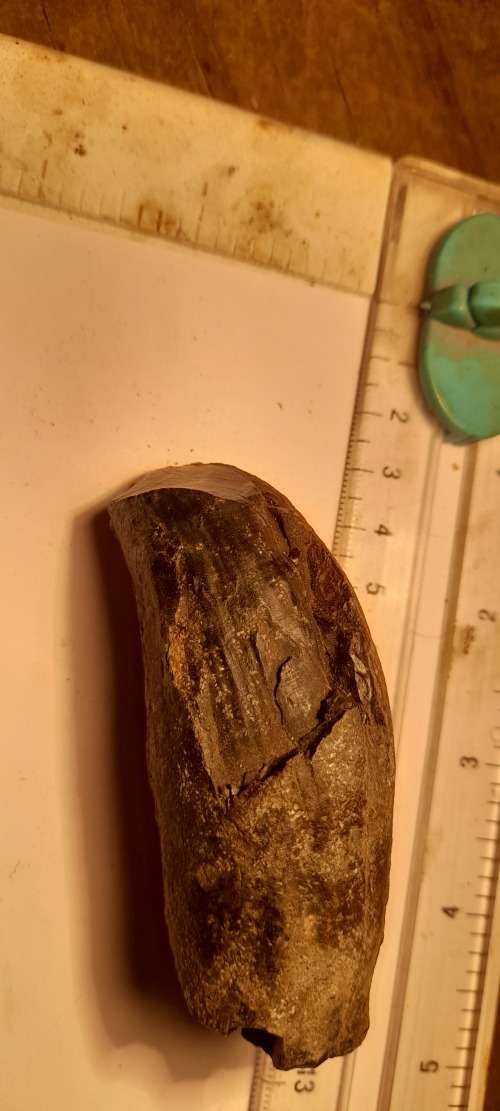 PREHISTORIC FOSSIL LOT