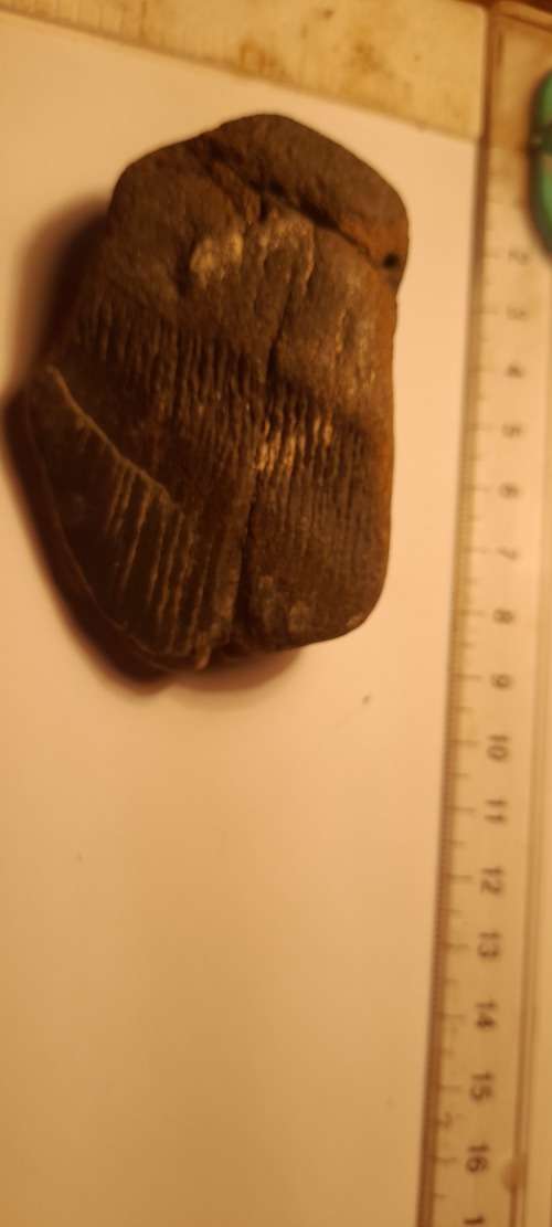 PREHISTORIC FOSSIL LOT