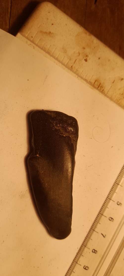 PREHISTORIC FOSSIL LOT