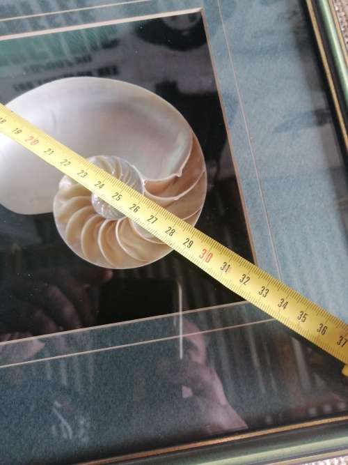 NAUTILIS SHELL framed box cross section