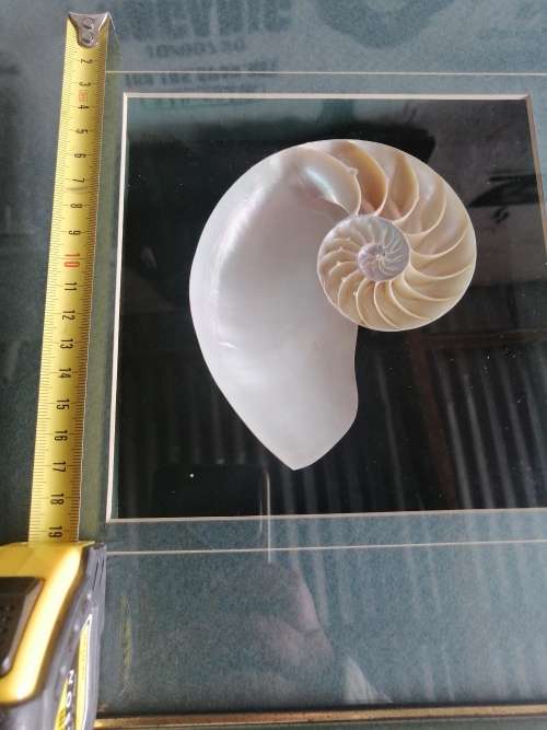 NAUTILIS SHELL framed box cross section