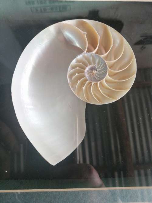 NAUTILIS SHELL framed box cross section