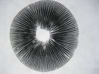 MUSHROOM SPORE PRINTS AND SYRINGES
