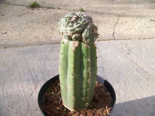 Large Grafted Cactus - Lophophora