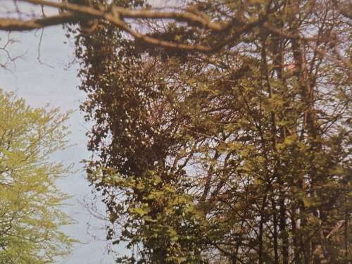 JIGSAW PUZZLE - SpringTime  (3000pc)   - 121 x 89 cm