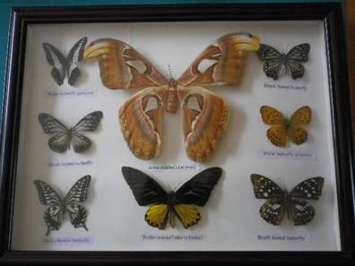 Framed butterfly collection