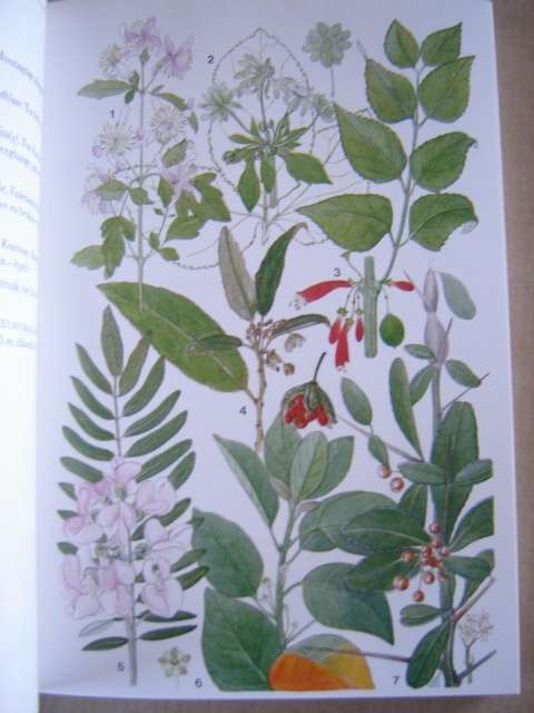 Kaapse Skiereiland Veldblomgids van Suid Afrika 3 deur Mary Maytham Kidd