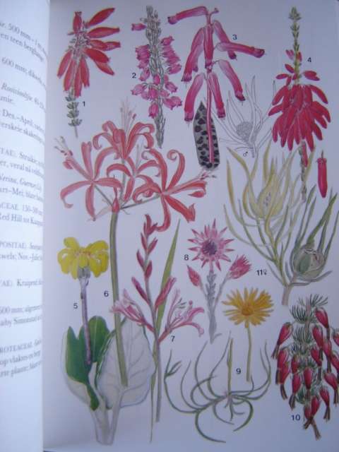 Kaapse Skiereiland Veldblomgids van Suid Afrika 3 deur Mary Maytham Kidd