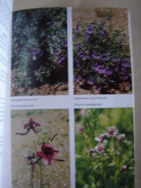 Namakwaland en Clanwilliam Veldblomgids van Suid Afrika