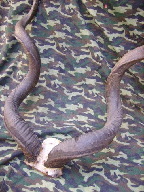 4)SET OF TROPHY HORN'S-VERY LOW START.