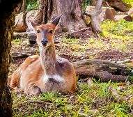 24 December to 1 January Sea Facing 6 Sleeper Chalet Umzumbe KZN