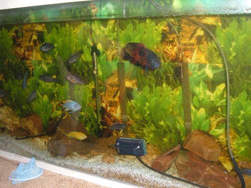 Fish Tank
