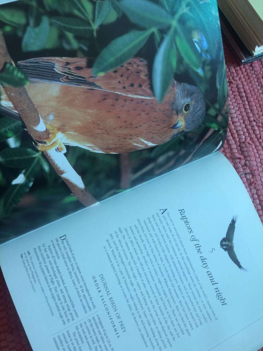 Birds of Africa: From Seabirds to Seed-Eaters - Chris and Tilde Stuart