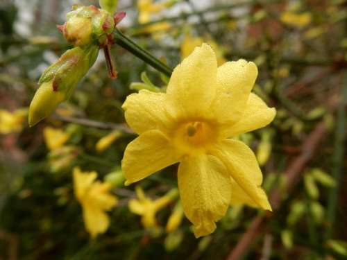 Winter Jasmine Cuttings